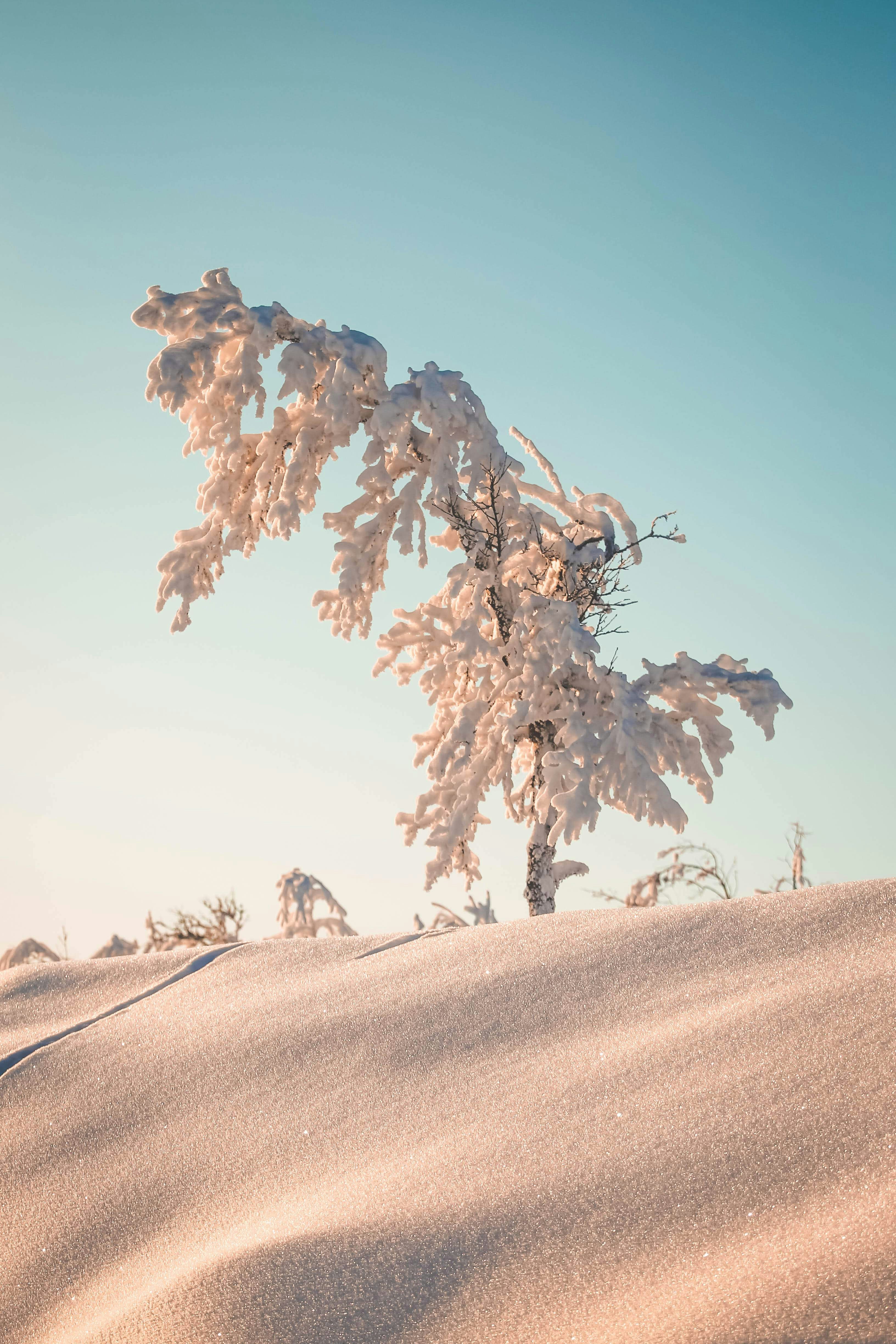 brown tree on brown sand during daytime